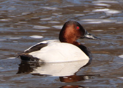 Canvasback; male