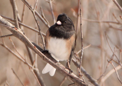 Dark-eyed Oregon Junco; male