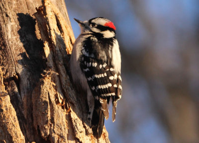 Downy Woodpecker; male