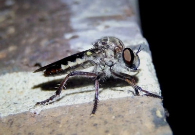 Heteropogon Robber Fly species