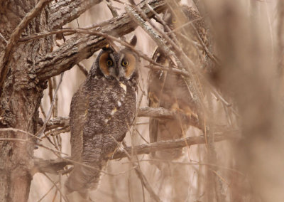 Long-eared Owls 