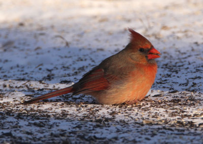 Northern Cardinal; young male