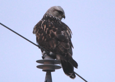 Rough-legged Hawk; light morph