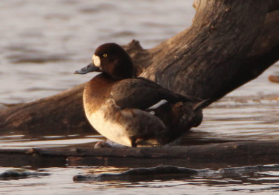 Greater Scaup; female 