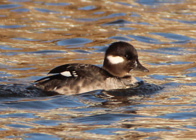 Bufflehead; female