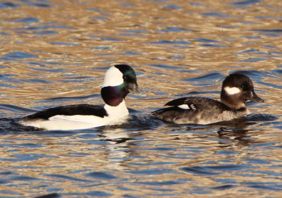 Bufflehead pair