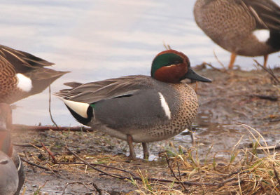 Green-winged Teal; male