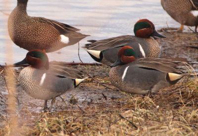 Green-winged Teal; males