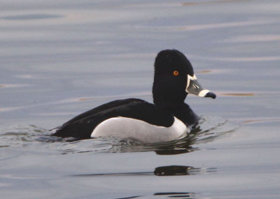 Ring-necked Duck; male