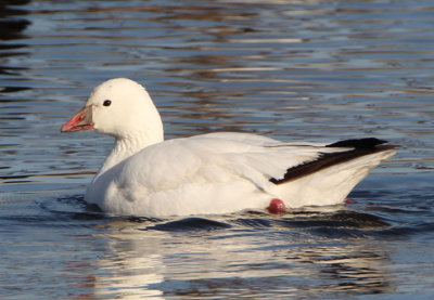 Ross's Goose