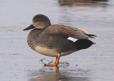 Gadwall; male