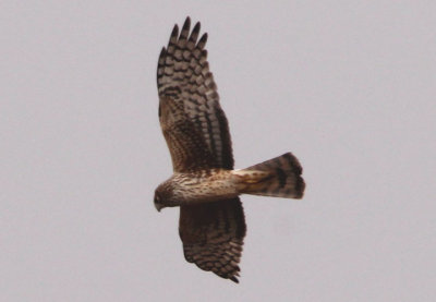 Northern Harrier; female