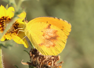 Abaeis nicippe; Sleepy Orange