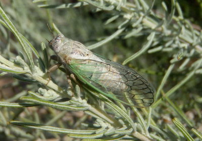 Beameria venosa; Cicada species
