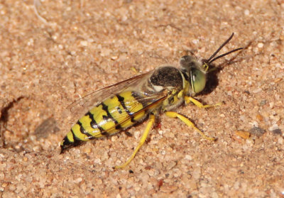 Bembix Sand Wasp species