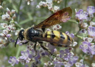 Dielis pilipes; Scoliid Wasp species; female