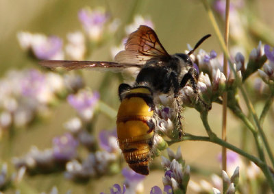 Campsomeris tolteca; Scoliid Wasp species; female