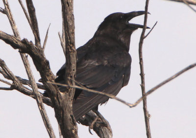Chihuahuan Raven 