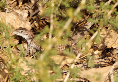 Chihuahuan Spotted Whiptail
