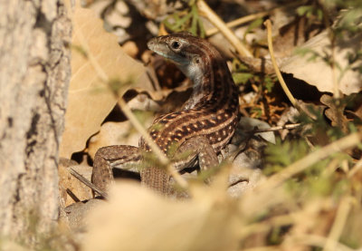 Chihuahuan Spotted Whiptail 