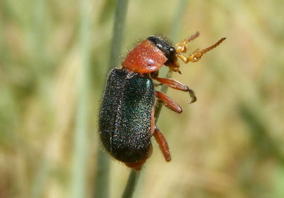 Collops Soft-winged Flower Beetle species; male
