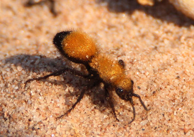 Dasymutilla montivagoides; Velvet Ant species; female