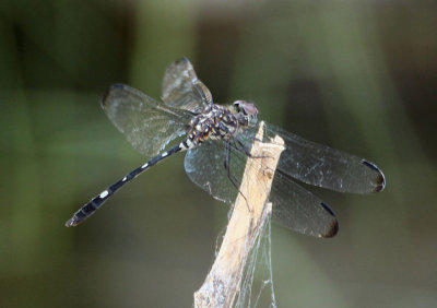 Dythemis velox; Swift Setwing; female
