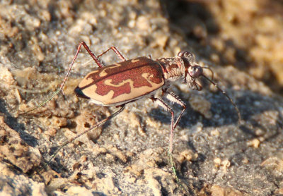Ellipsoptera marutha; Aridland Tiger Beetle