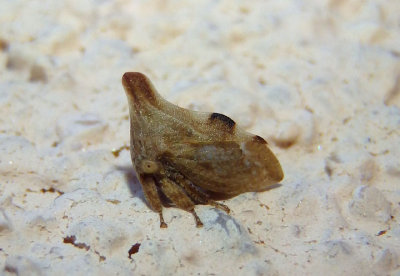 Enchenopa permutata; Treehopper species; female