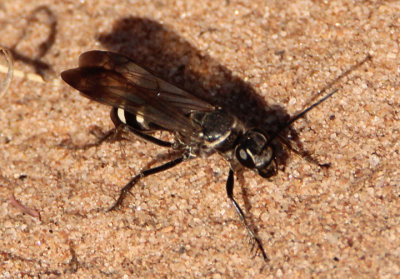 Episyron quinquenotatus; Spider Wasp species