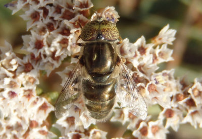 Eristalinus aeneus; Syrphid Fly species; exotic