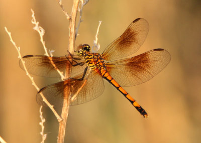 Erythrodiplax berenice; Seaside Dragonlet; female