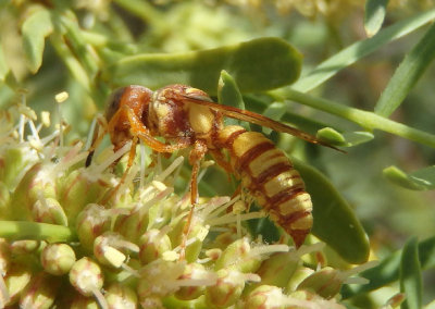 Eucerceris canaliculata; Apoid Wasp species