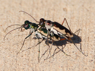 Eunota circumpicta johnsoni; Cream-edged Tiger Beetle pair