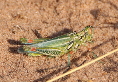 Hesperotettix viridis viridis; Snakeweed Grasshopper