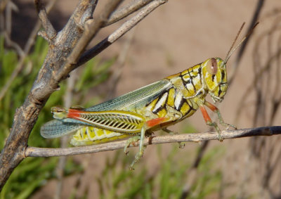 Hesperotettix viridis viridis; Snakeweed Grasshopper