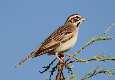 Lark Sparrow