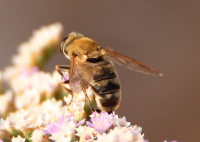 Lejops curvipes; Syrphid Fly species; female