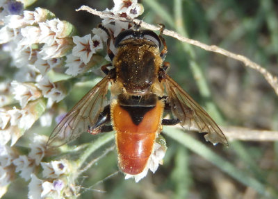 Lejops curvipes; Syrphid Fly species; male