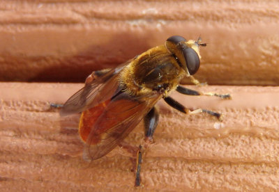 Lejops curvipes; Syrphid Fly species; male