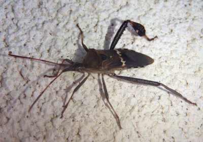 Leptoglossus clypealis; Western Leaf-footed Bug