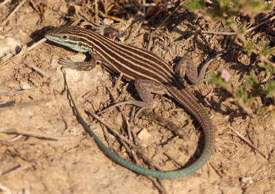 Little Striped Whiptail 