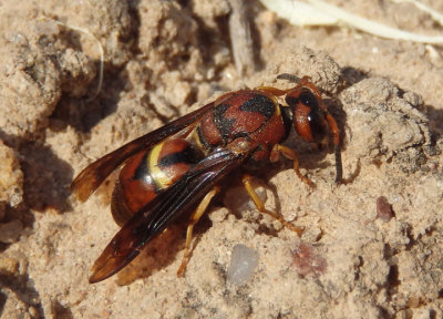 Euodynerus crypticus; Mason Wasp species