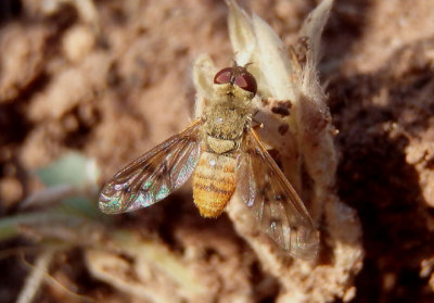 Neodiplocampta Bee Fly species