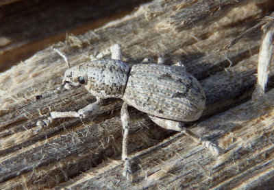Ophryastes Broad-nosed Weevil species