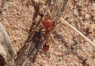 Pogonomyrmex Harvester Ant species