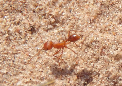 Pogonomyrmex maricopa; Harvester Ant species