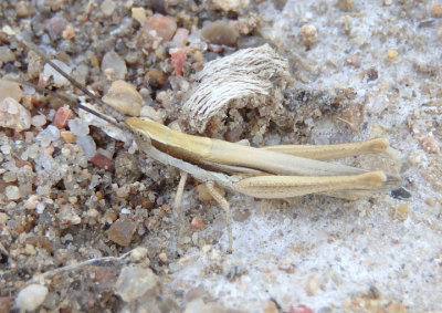 Paropomala pallida; Pale Toothpick Grasshopper; male 
