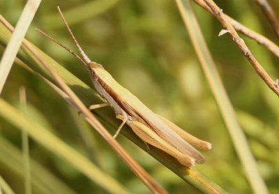 Paropomala pallida; Pale Toothpick Grasshopper; male