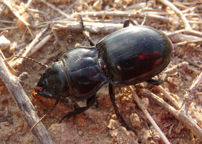 Pasimachus depressus complex; Ground Beetle species
